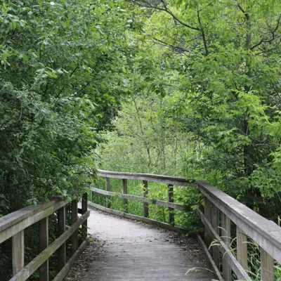 Photo of a boardwalk trail